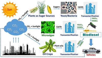 Integrating Cellular and Bioprocess Engineering in the Non-Conventional Yeast Yarrowia lipolytica for Biodiesel Production: A Review